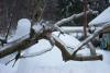 The ice is even on the trees. 