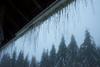 January 8th - even more freezing rain. Lots of icicles. Trees are cracking and breaking all around. 