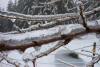 The ice on the trees is even thicker than yesterday. 