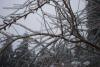 The ice on all the twigs looks pretty cool. 