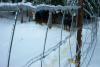 Ice has built up on the fence even more. 