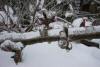 More ice covered branches. 