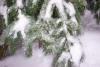 The fir branches look cool, too! 