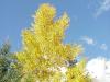 Anyone know what type of tree this is? It's different than alder. 