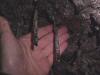 Some interesting lava drips. 