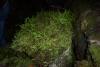 Cool little fern-like plants at the entrance to Scroll Canyon Cave #2. 