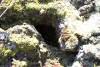 GPS 168 - Arc Cave - Emergency squeeze exit. 
