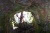 Looking out from inside the tree cast. Notice Charlie peeking in. 