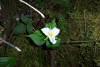 Trilliums were in bloom. We had a great trip and are looking forward to next time! 