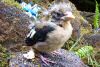 After we went caving for a few hours, this bird was still there. Finally its mother came and took it away while we were eating lunch. 