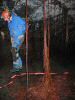 The first things to take pictures of are impressive roots. Notice the flagging tape to help people stay away from the fragile areas. 