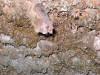 A bat in Scroll Canyon Cave. We should get out of here before we disturb him. 
