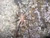 Cave cricket?? Beaver Bay Cave. 
