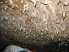 Interesting ceiling in Beaver Bay Cave. 