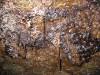 Interesting roots and mold in Beaver Bay Cave. 