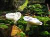 A couple of cool mushrooms. 