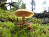 More cool mushrooms. 