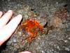 Blood red mineral formation. 