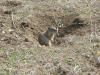 Prairie Dog 