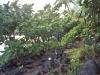 Rainforest - Beginning of the trail up the Na Pali Coastline from Ke'e beach - Photo by Matthew 