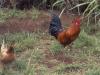 Wild Chickens - I've heard that the hurricanes blew people's chickens everywhere so now there are wild chickens all over the island. You can take them home if you can catch them. - Photo by Matthew 