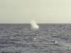 A Whale Just Came Up for Air - Photo by Matthew 