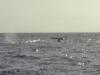 There Goes a Whale Tail! - Photo by Matthew 